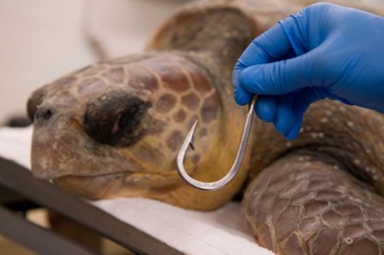 SeaWorld Orlando Removes Hook Lodged in Throat of Loggerhead Sea Turtle (courtesy of SeaWorld Orlando).