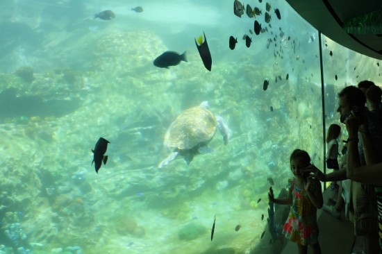 TurtleTrek at SeaWorld.