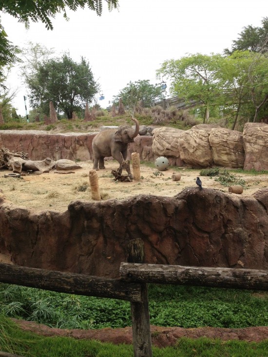 Busch Gardens Tampa.