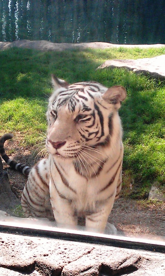 Busch Gardens Tampa.