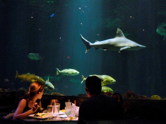 Sharks Underwater Grill at SeaWorld Orlando.