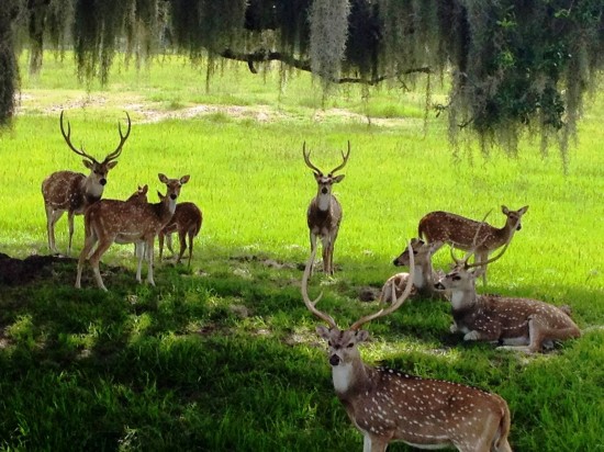 Safari Wilderness Ranch.