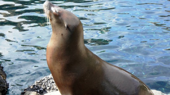 A sea lion bathes in the sun at SeaWorld.