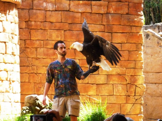 Disney's Animal Kingdom trip report - April 2013.