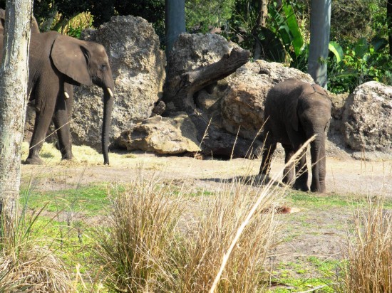 Disney's Animal Kingdom.