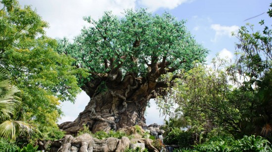 Tree of Life at Disney's Animal Kingdom.