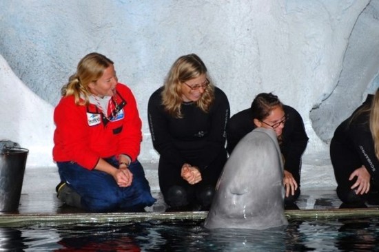 Marine Mammal Keeper Experience at SeaWorld Orlando.