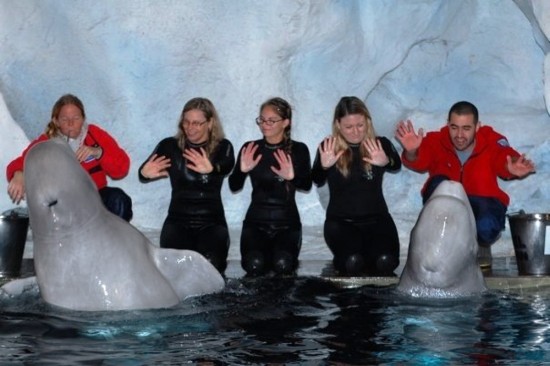 Marine Mammal Keeper Experience at SeaWorld Orlando.