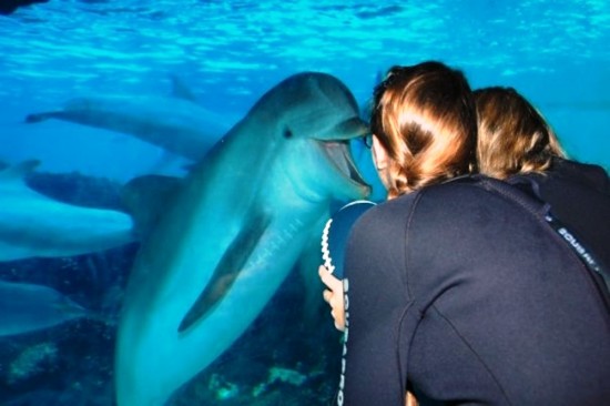 Marine Mammal Keeper Experience at SeaWorld Orlando.