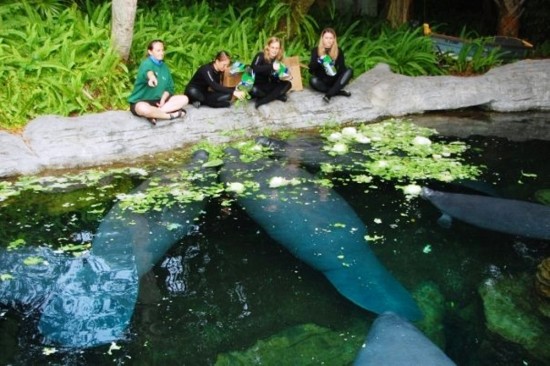 Marine Mammal Keeper Experience at SeaWorld Orlando.