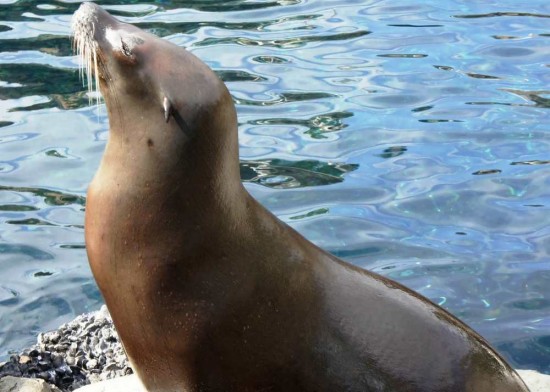 Marine Mammal Keeper Experience at SeaWorld Orlando.