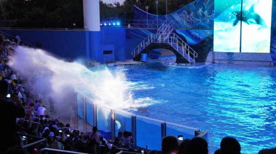 SeaWorld Orlando Summer Nights: Shamu Rocks.