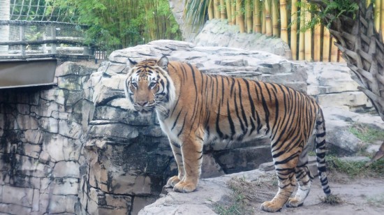 Busch Gardens Tampa - December 2013.