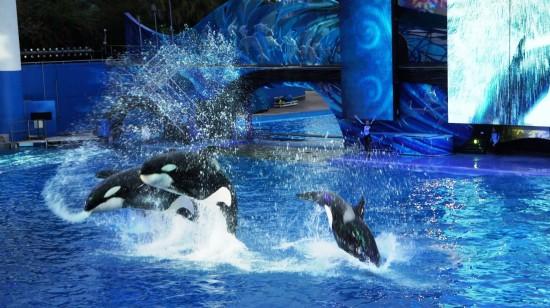 SeaWorld Orlando trip report - December 2013 (penguin & dolphin ...