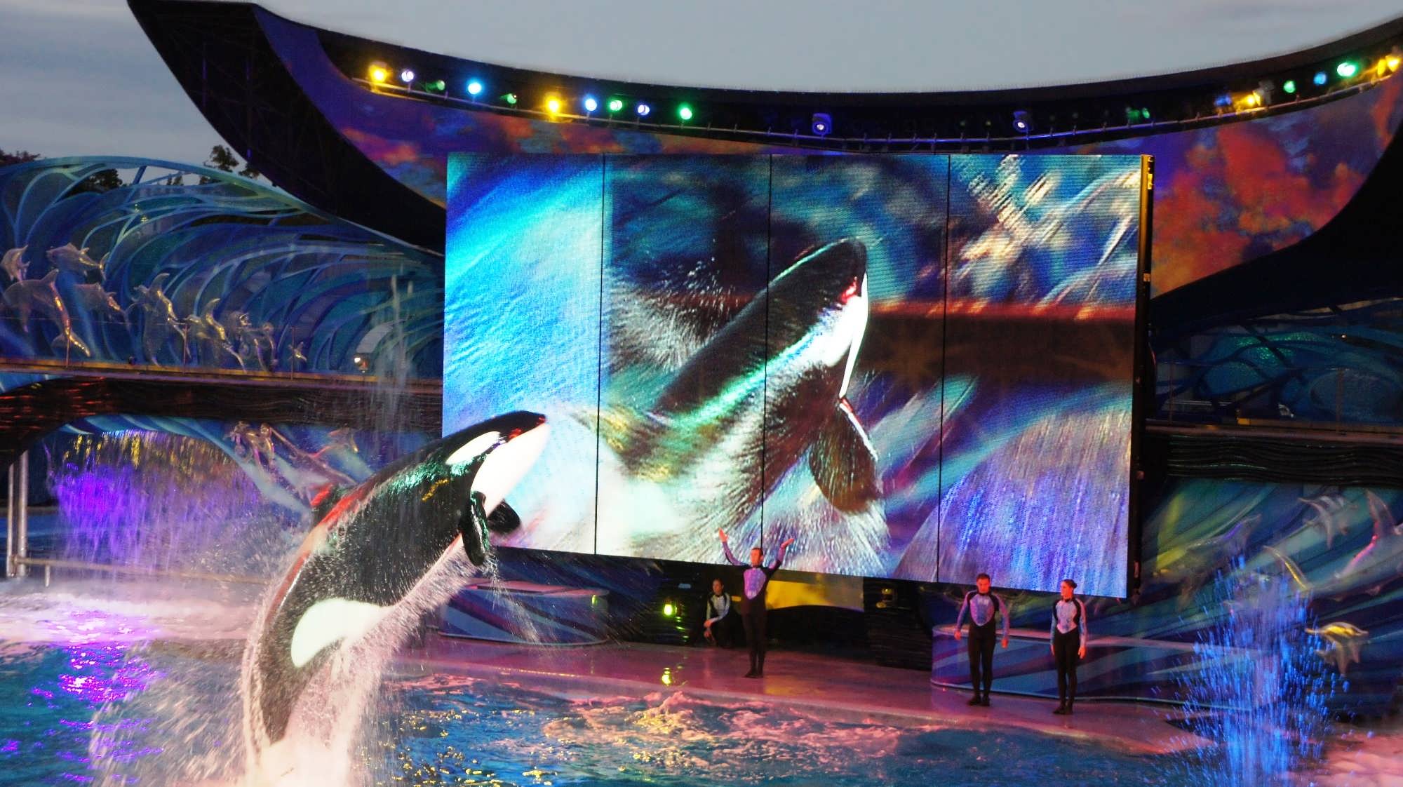 SeaWorld Orlando trip report - December 2013 (penguin & dolphin ...