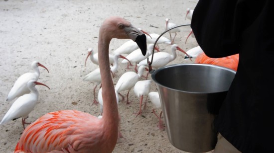 Busch Gardens Tampa - January 2014.