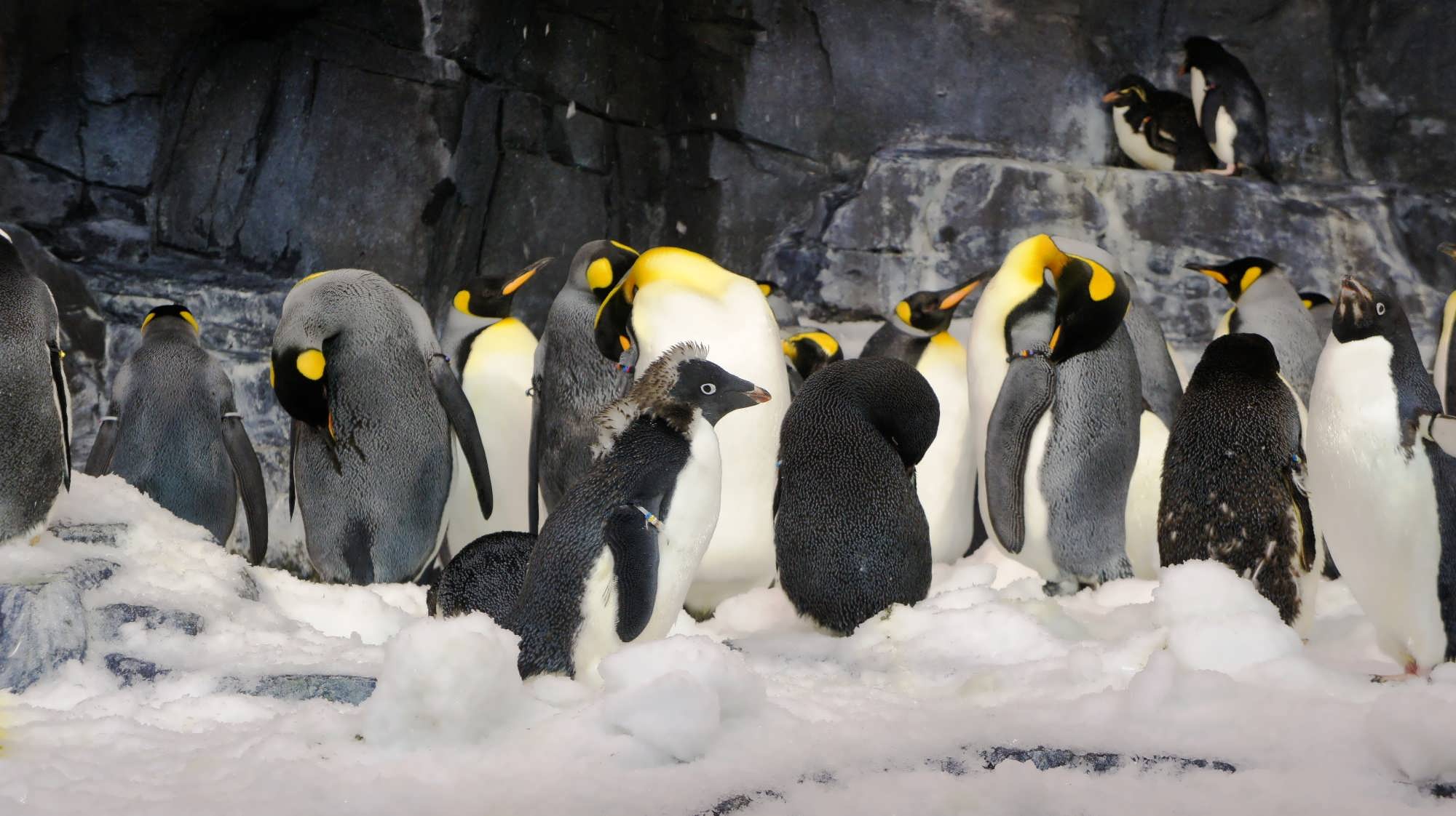 Знакомство С Пингвинами Смотреть Онлайн