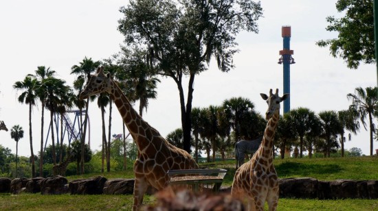 Busch Gardens Tampa - April 2014.