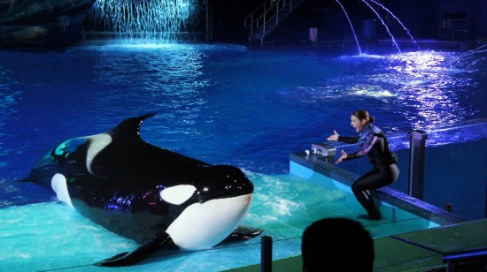 SeaWorld's new summer shows.