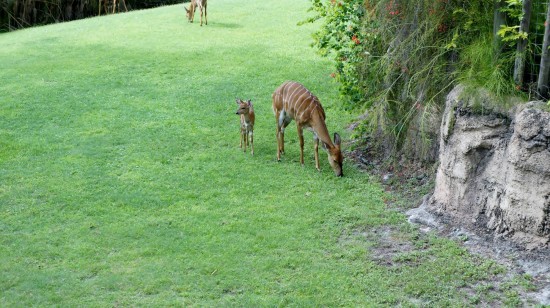 Busch Gardens Tampa - July 2014.