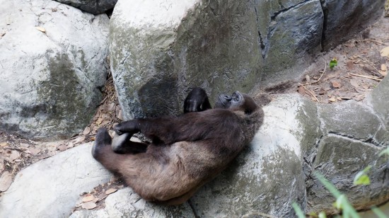 Busch Gardens Tampa - July 2014.