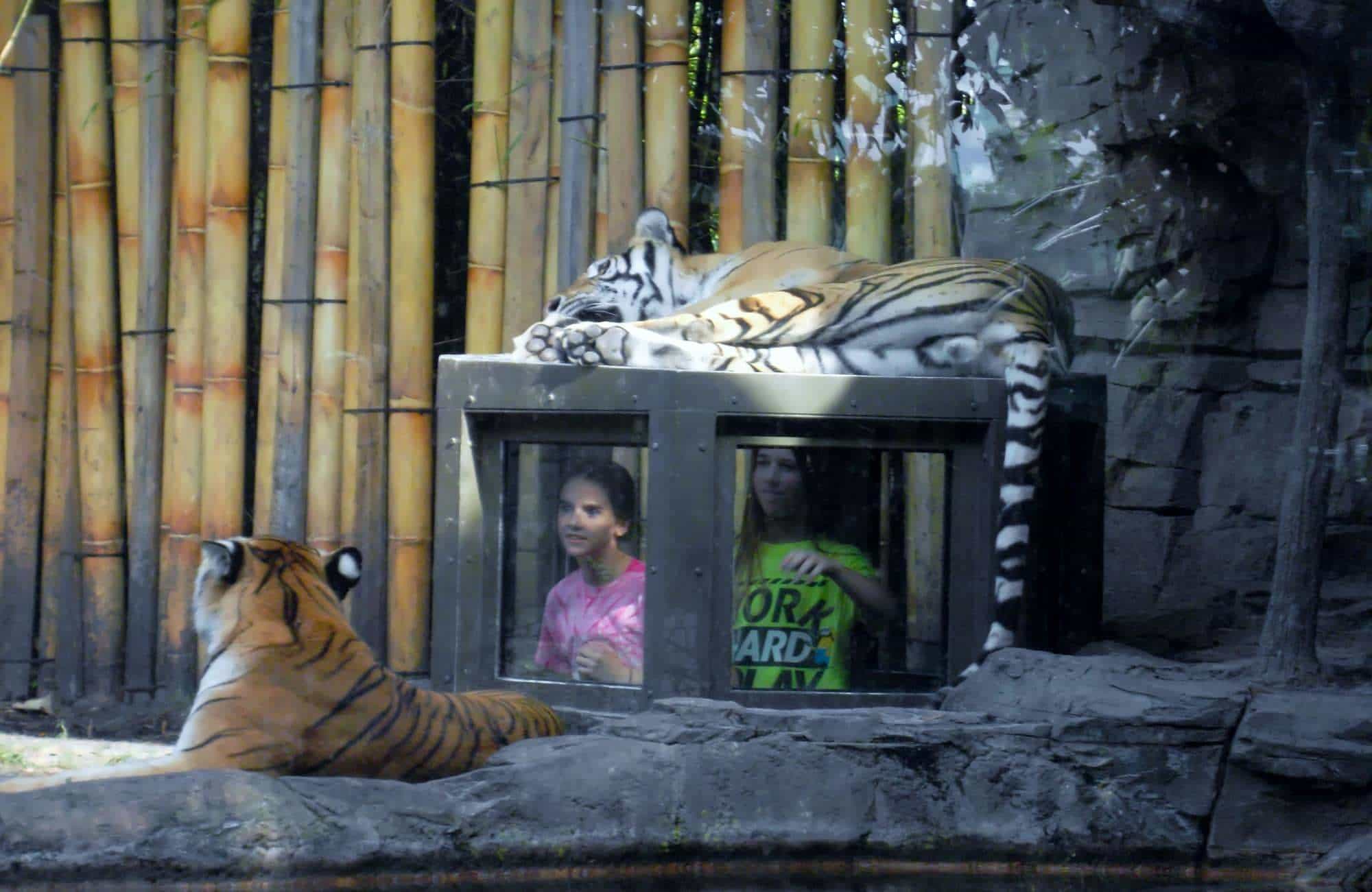 Top 5 Animal Encounters At Busch Gardens Tampa