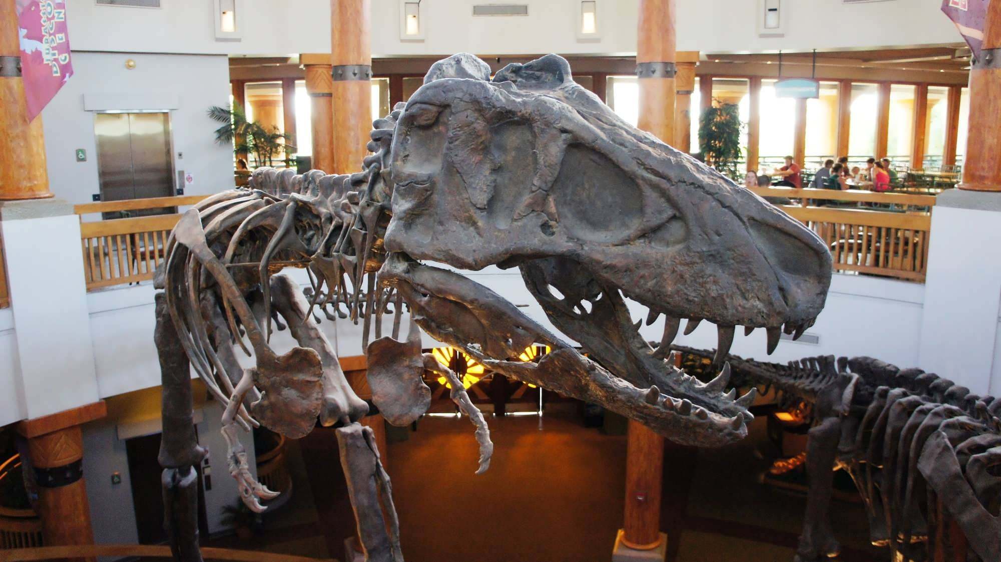 A giant T. rex skeleton is the centerpiece of the Jurassic Park Discovery Center atrium