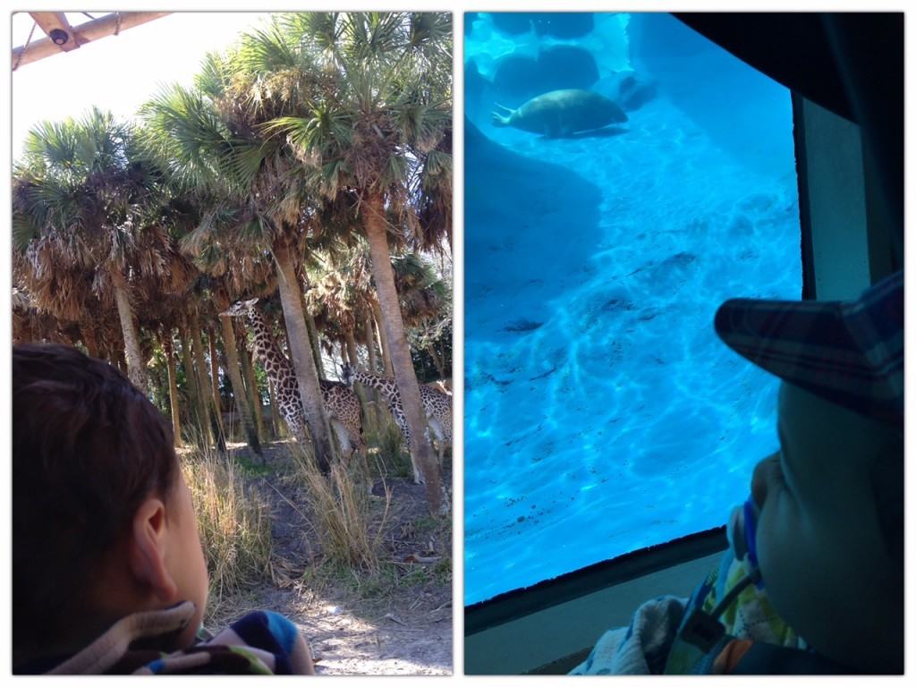 Our little one enjoying the view at Disney's Animal Kingdom and our local zoo.