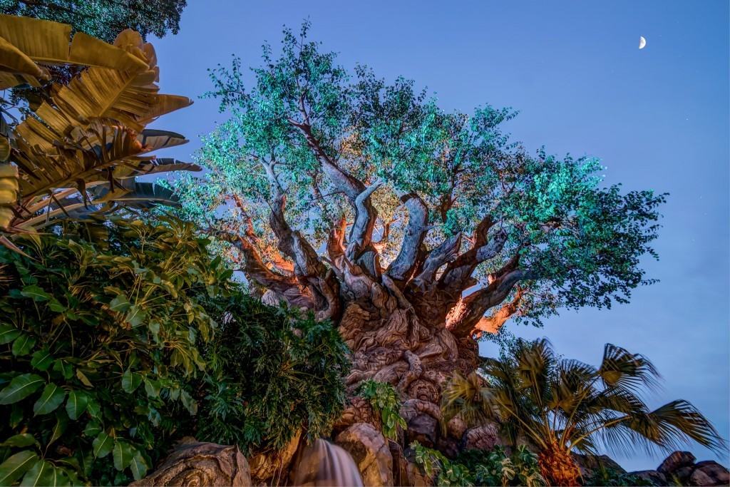 Tree of Life at Disney's Animal Kingdom