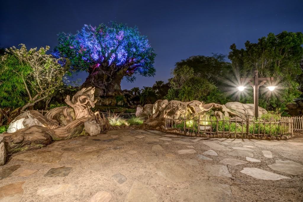 The Tree of Life at Disney's Animal Kingdom