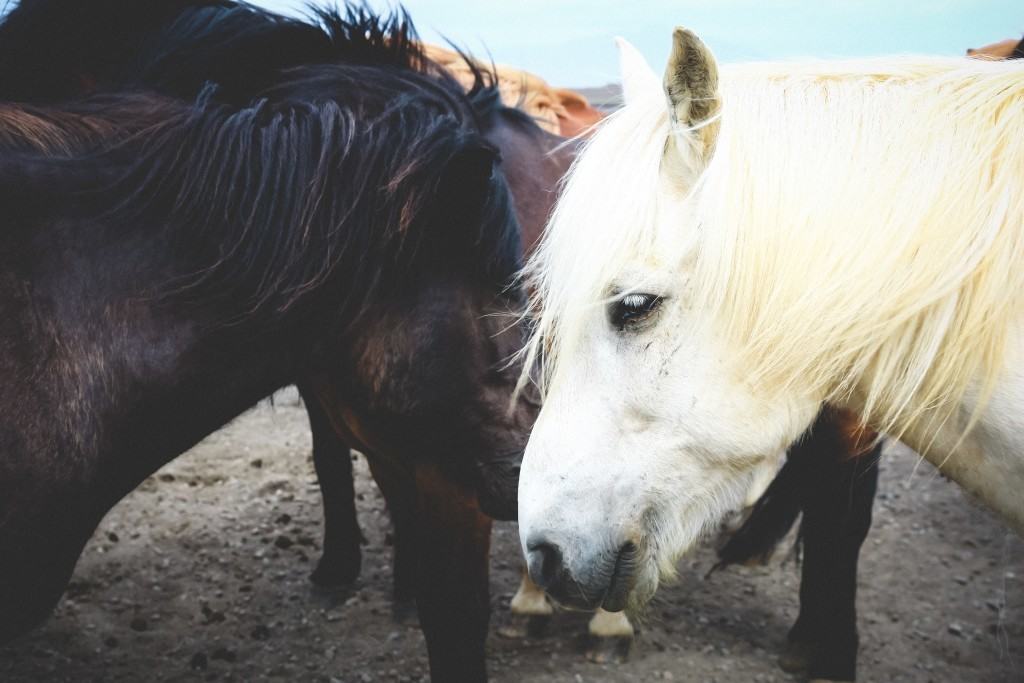 horses