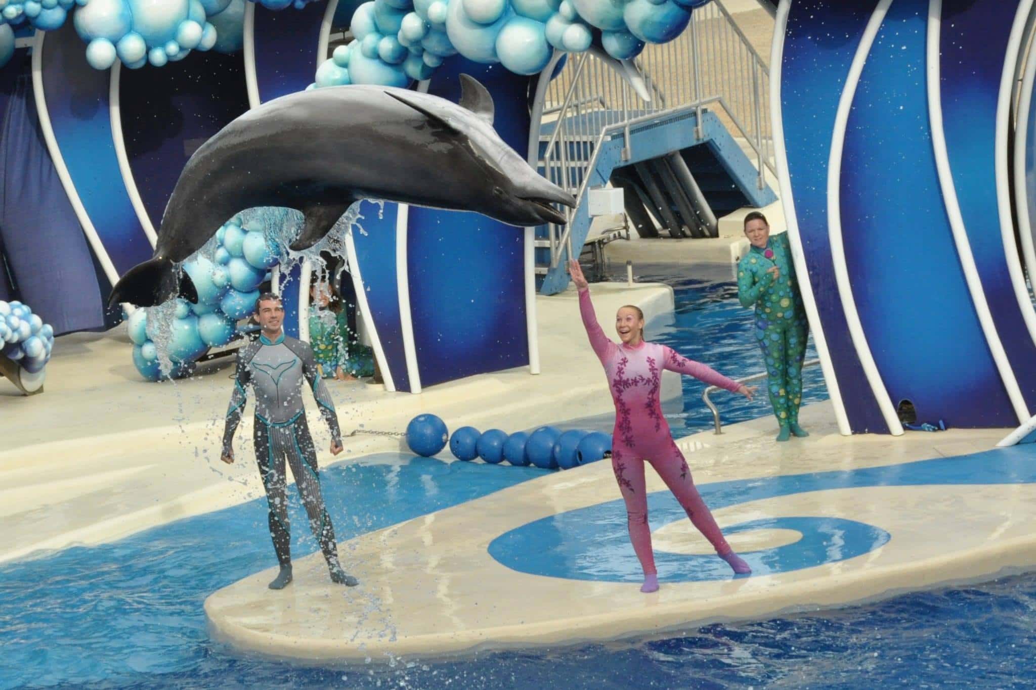 Seaworld Dolphins