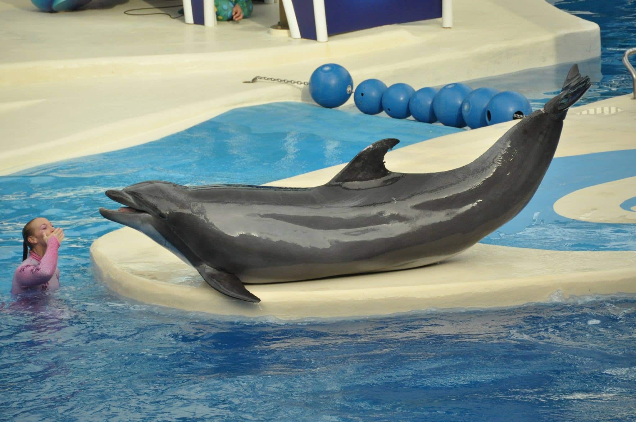 SeaWorld Orlando announces new "Dolphin Days" show