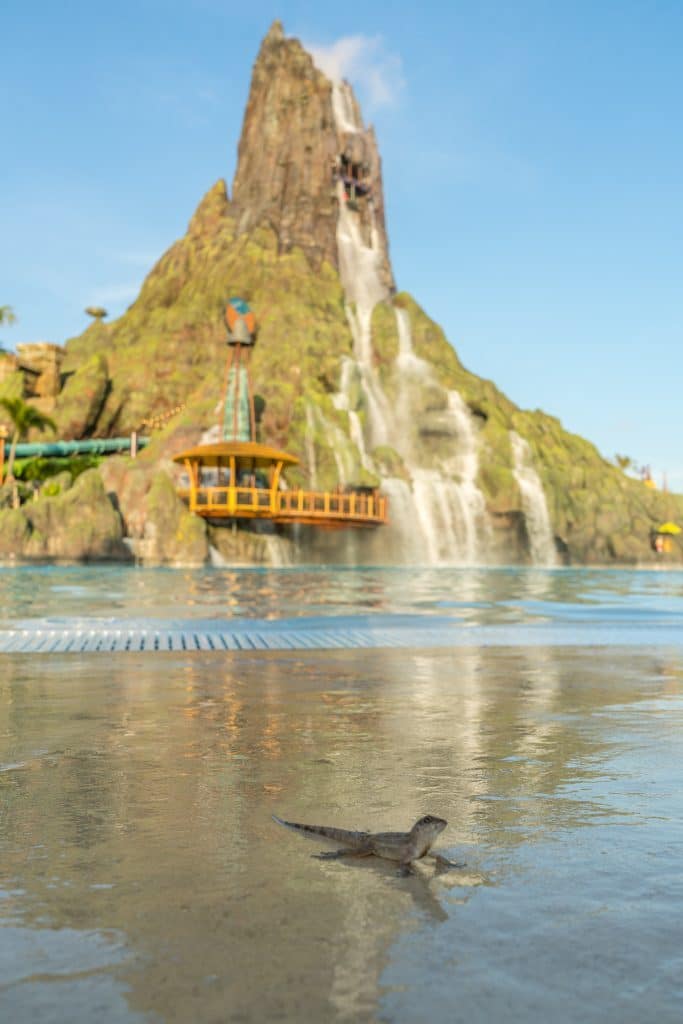 Lizard poses on Waturi Beach at Universal's Volcano Bay