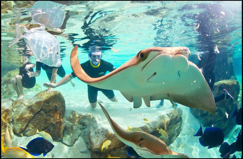 Your day of wonder at Discovery Cove can get even more wonderful!