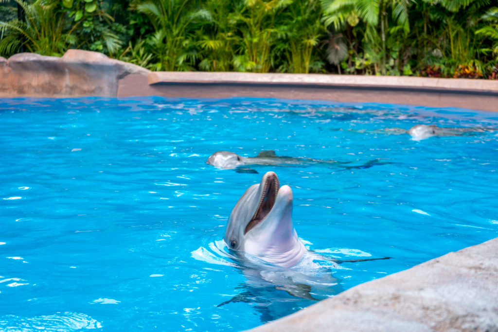 Dolphin Nursery at SeaWorld Orlando