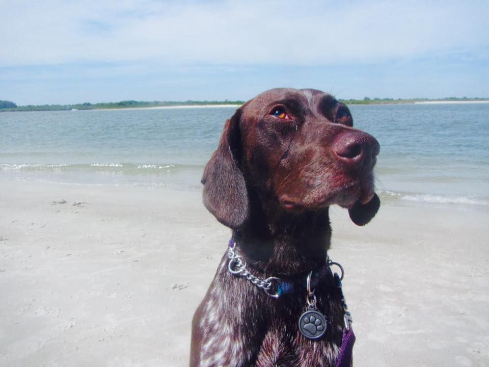 New Smyrna Beach Dunes