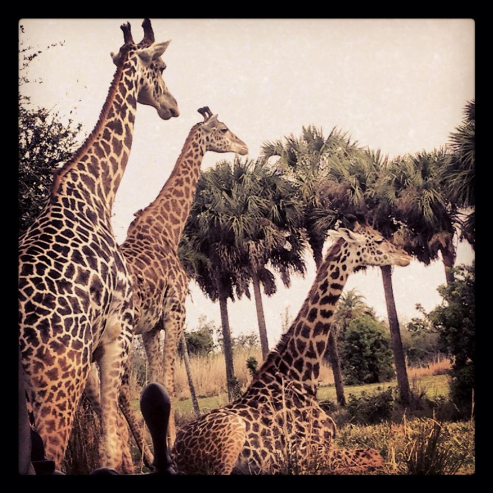 Wildlife at Disney's Animal Kingdom