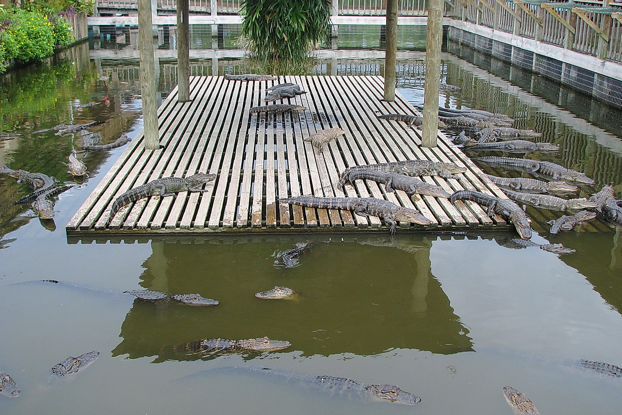 Gatorland in Orlando