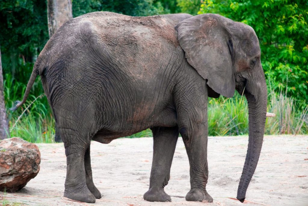 Elephant in Harambe Wildlife Preserve