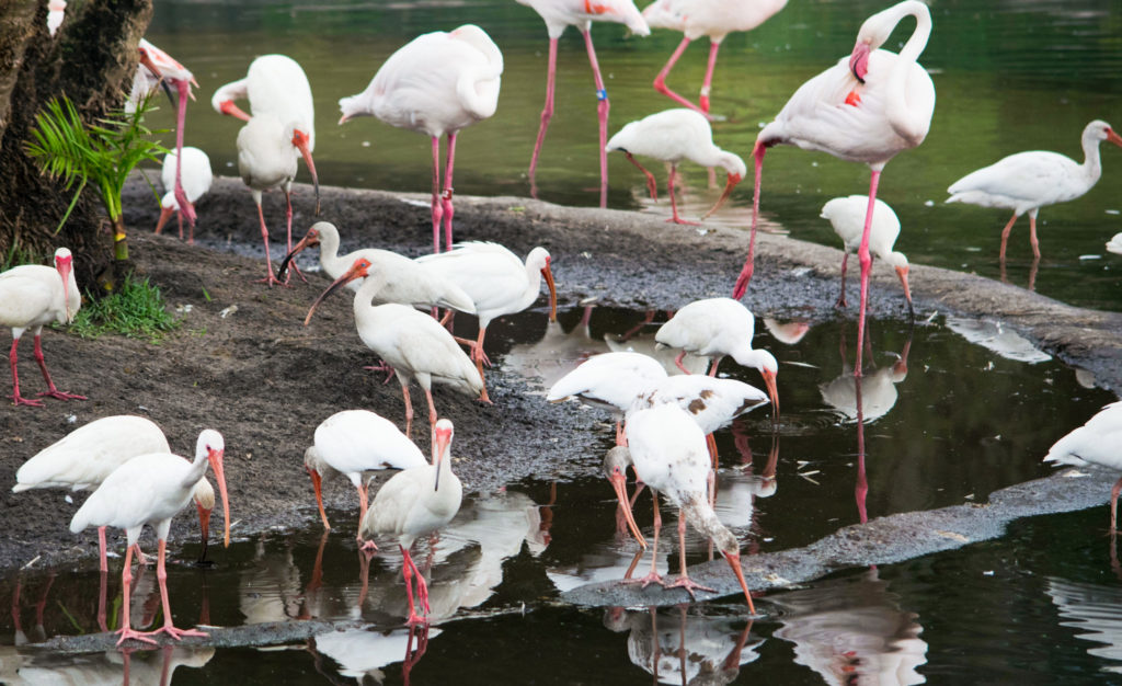 Flamingos in Harambe Wildlife Reserve