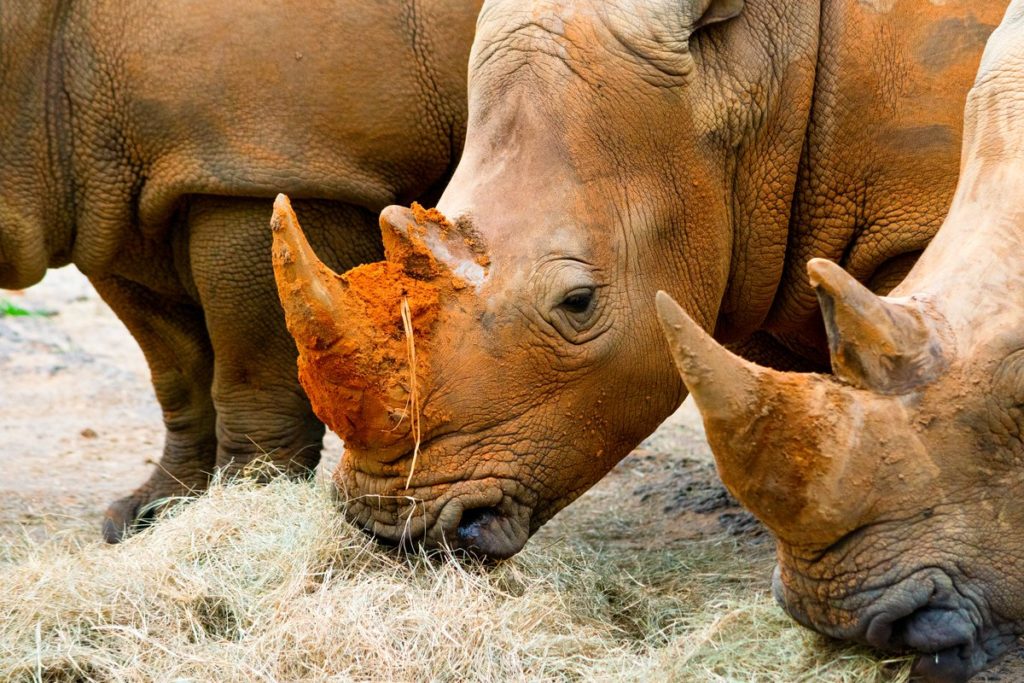 Rhinos in Harambe Wildlife Reserve