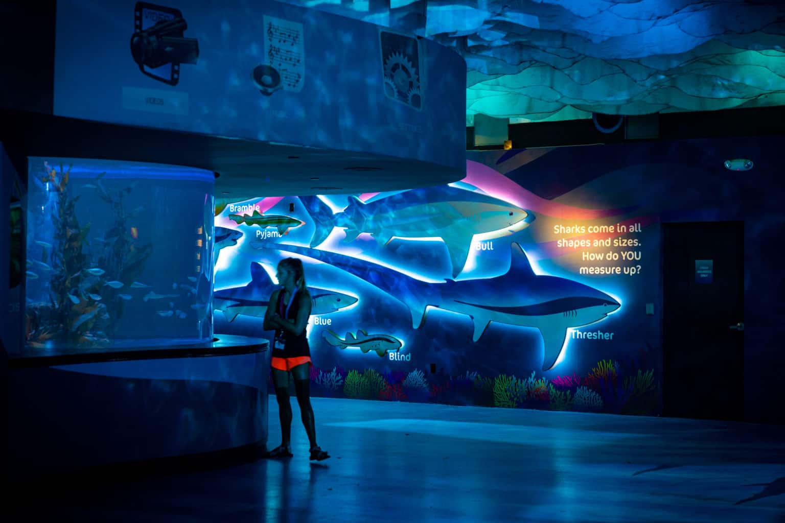 Shark Encounter At Seaworld Orlando Orlando Informer