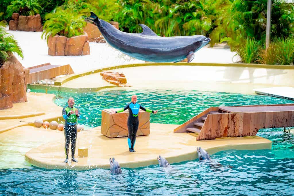 Dolphin Adventures at SeaWorld Orlando