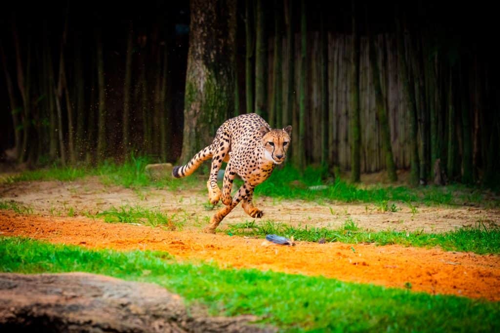 Cheetah at Busch Gardens Tampa Bay