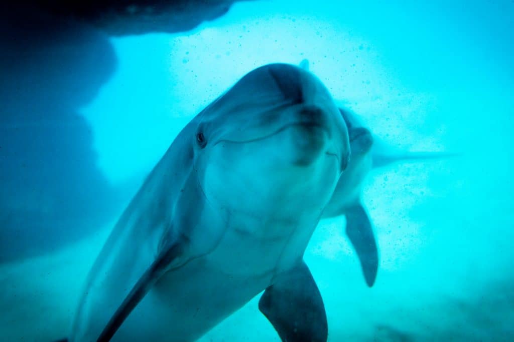 Dolphin Viewing at SeaWorld Orlando