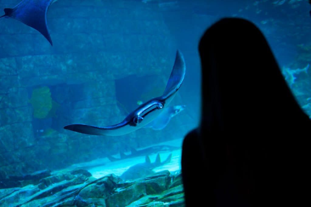 Manta Aquarium at SeaWorld Orlando