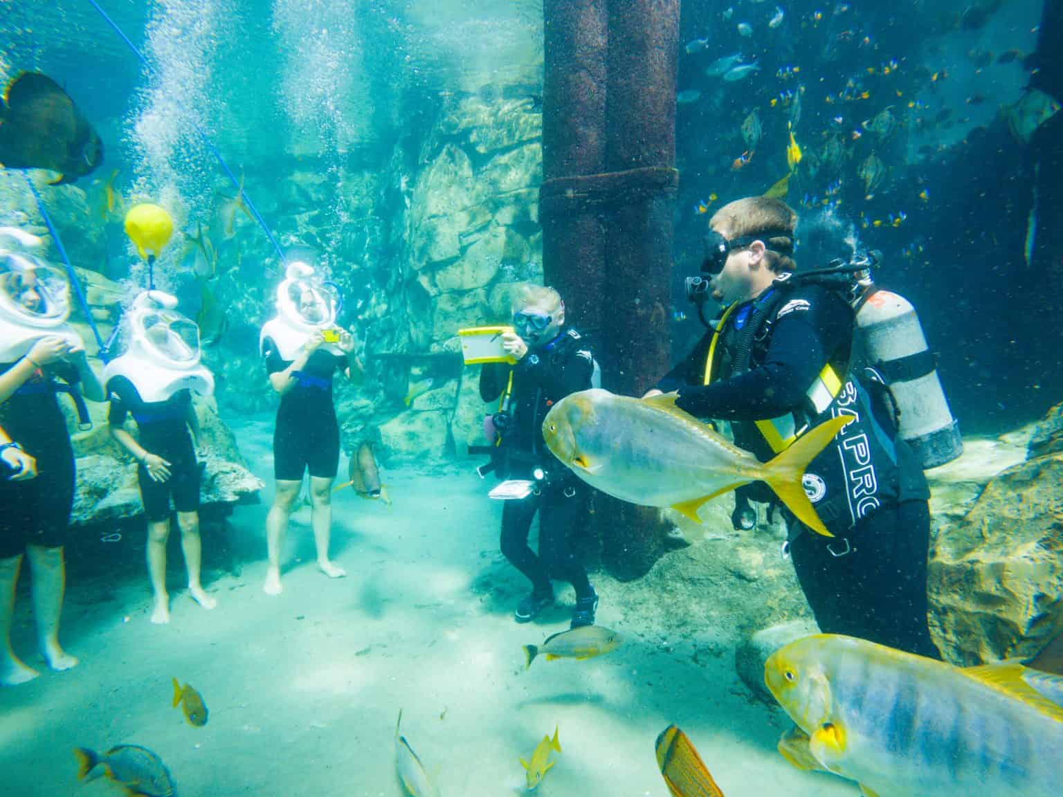 Discovery Cove Complete Guide and Overview Orlando Informer