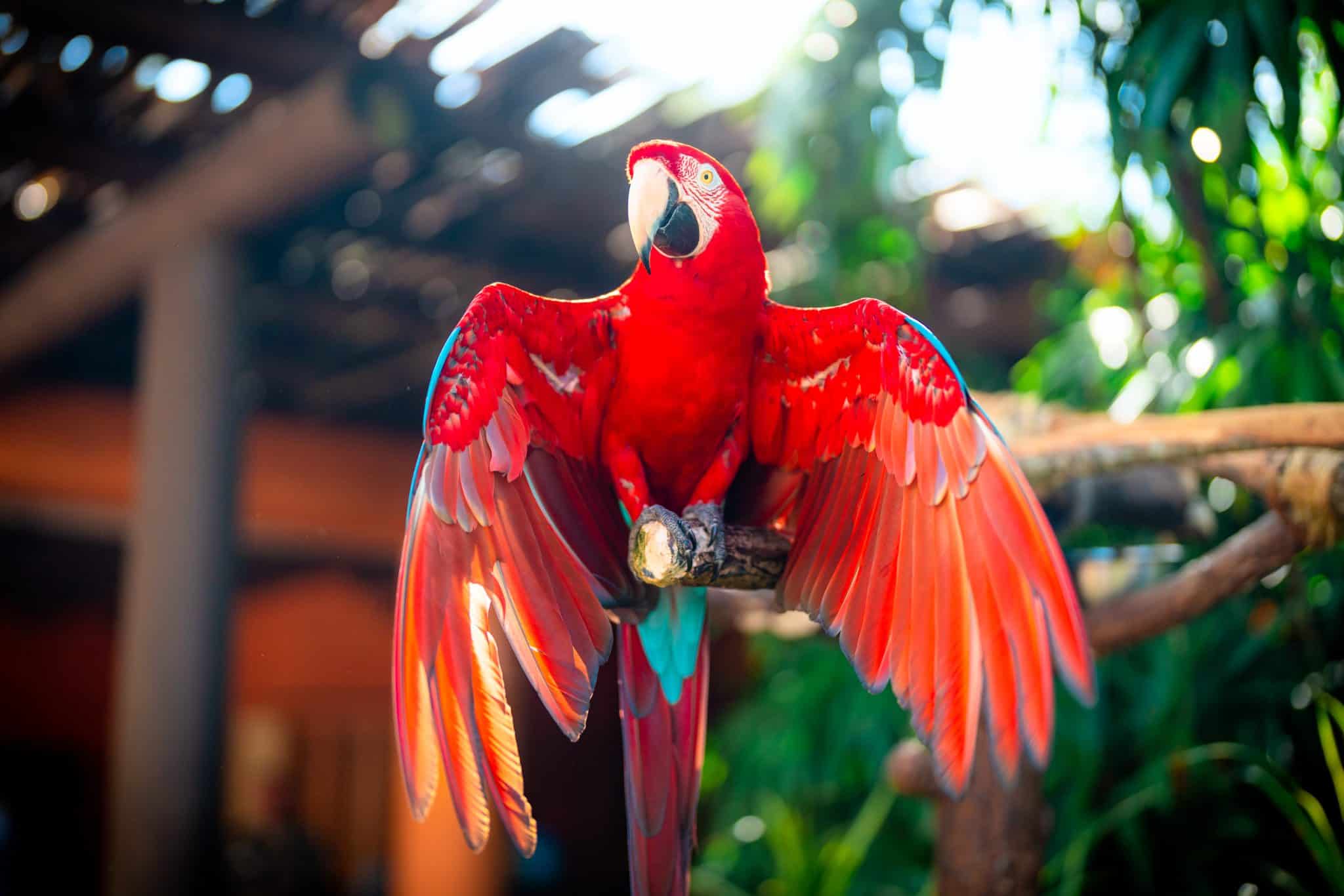 Discover 10 Awesome Animals You Can Meet at Discovery Cove