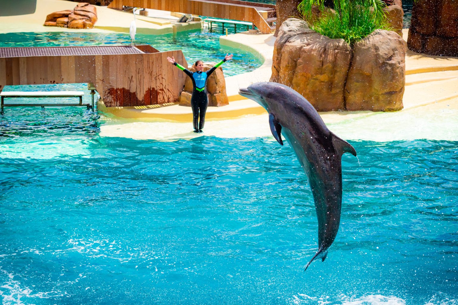 Top Things to do at SeaWorld Orlando for Non-Roller Coaster Riders